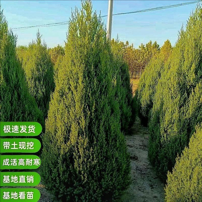 坟前树清明墓地柏树苗盆栽常青树图片