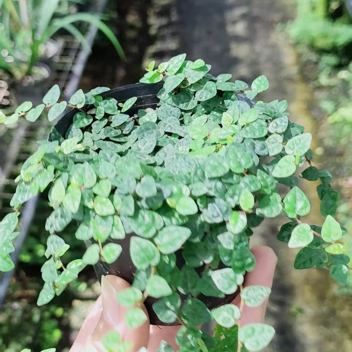 薜荔树苗盆栽庭院墙凉粉果树苗爱玉果冻树苗木莲薜荔果苗藤苗