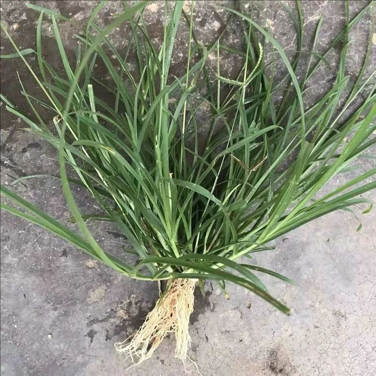 新鲜牛筋草蟋蟀草老牛拽忝仔草