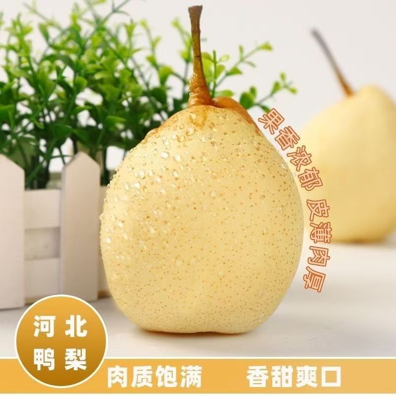 正宗河北鸭梨当季水果新鲜梨子脆梨