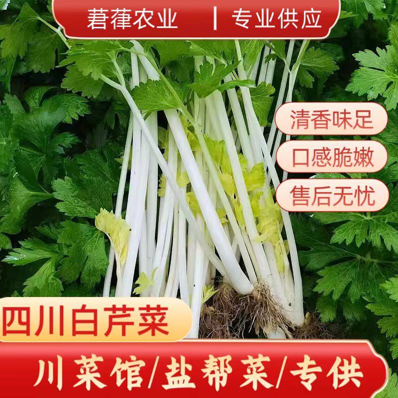 【顺丰大件】新鲜农家蔬菜芹菜白芹菜香芹新鲜蔬菜0.5-40斤包邮