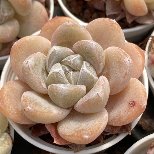 玉蝴蝶 新品冰玉杂交高端精品多肉植物室内阳台肉肉小盆栽花陌派