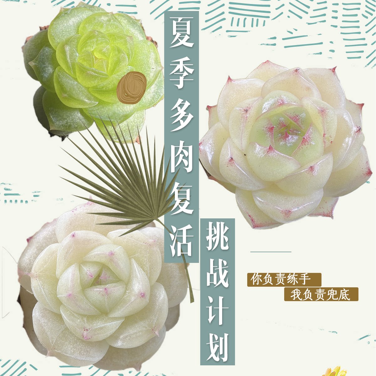 花陌派夏季多肉复活挑战计划6.1至8.31（细则见详情）