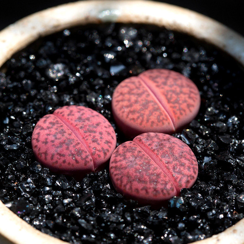 紫石榴岛田生石花多肉植物办公室桌面阳台屁屁萌肉肉小盆栽花陌派