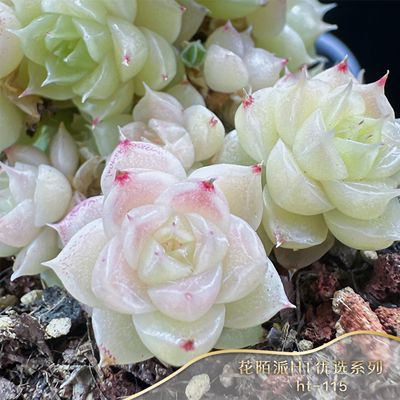 直播间在售HT系列麦秆母本编号101-150