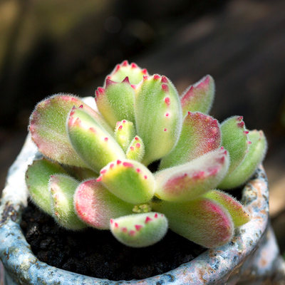 胭脂熊美国拉丝白熊红爪熊童子萌肉肉植物盆栽绿植花陌派云南多肉 虎窝淘