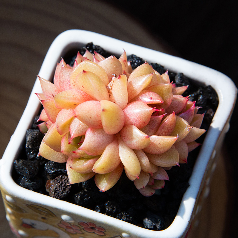 红酒桃多肉植物进口贵货美观趣味多肉盆栽阳台超萌肉肉绿植花陌派