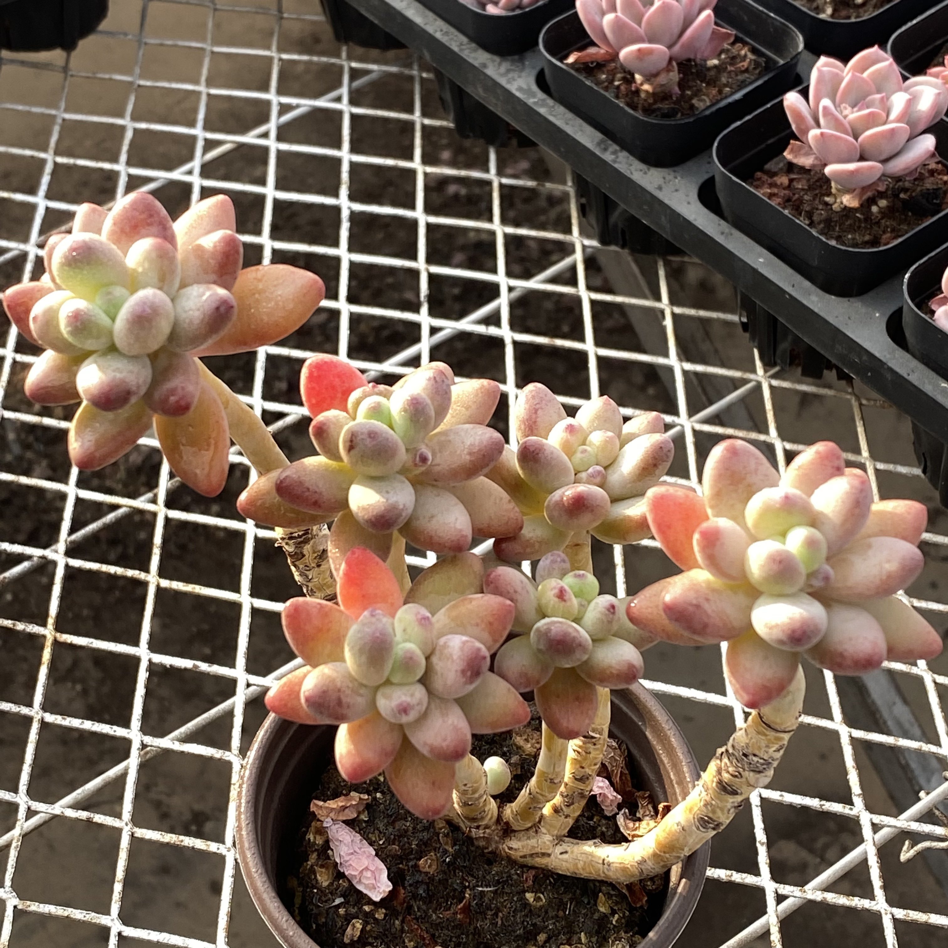 苹果美人 群生多头老桩肉肉植物阳台精品高端多肉植物花陌派云南