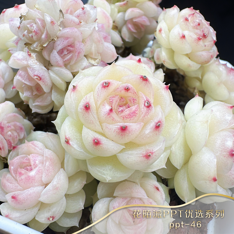 直播间在售PPT系列麦秆母本编号1-50