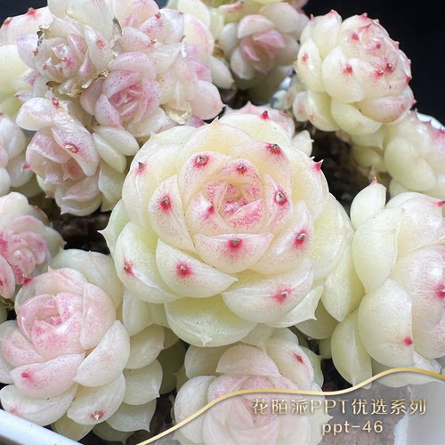 直播间在售PPT系列麦秆母本编号1-50