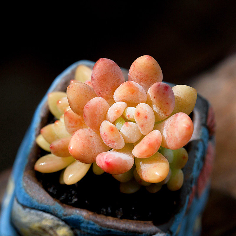 凝脂莲群生多肉植物办公室内桌面超萌肉肉绿植盆栽花陌派云南多肉