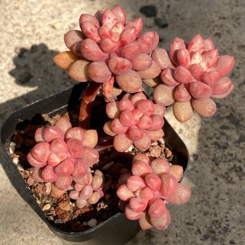 H5-17 新品杂交带血斑多肉植物老桩高端精品肉肉小盆栽花陌派云南