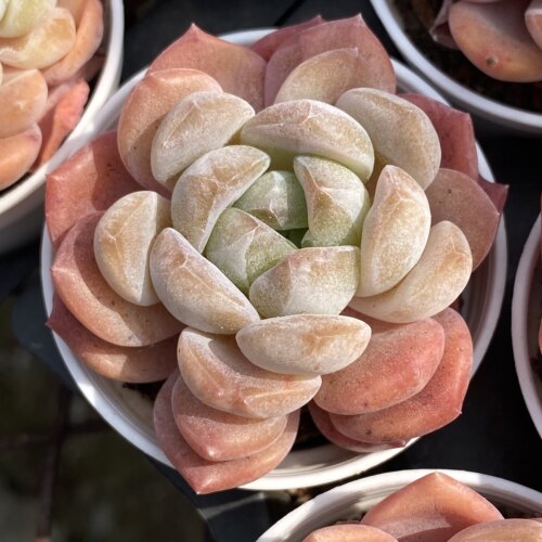 A-690 会出糖心的新品，8号棚杂交，花陌派云南精品高端肉肉植物