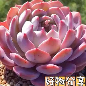 正版橙梦露多肉大橙子星影橙室内阳台办公室桌面盆栽好养活新手