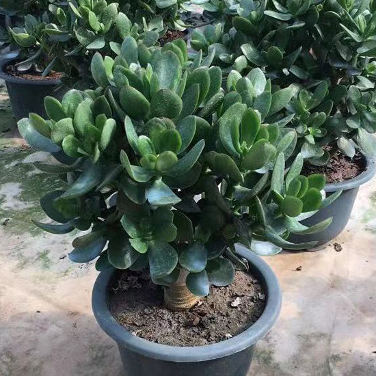 玉树盆栽老桩超大盆栽多肉植物室内四季好养绿植净化空气四季常绿