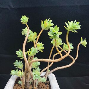 精品圆叶薄化妆多肉植物老桩办公室阳台精品盆栽绿植萌肉肉果爵