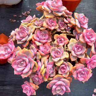 精品彩虹老桩群生肉肉多肉植物新手好养室内盆栽花卉绿植多头阳台