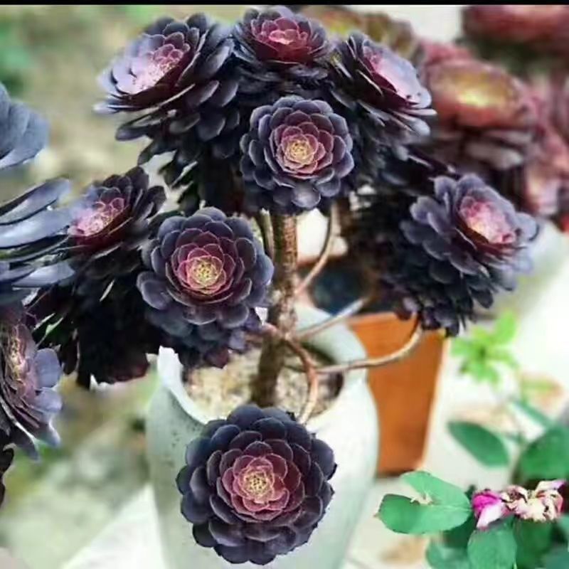 多肉植物法师系列黑法师清仓多头黑铜壶大棚基地直发花卉盆栽园艺