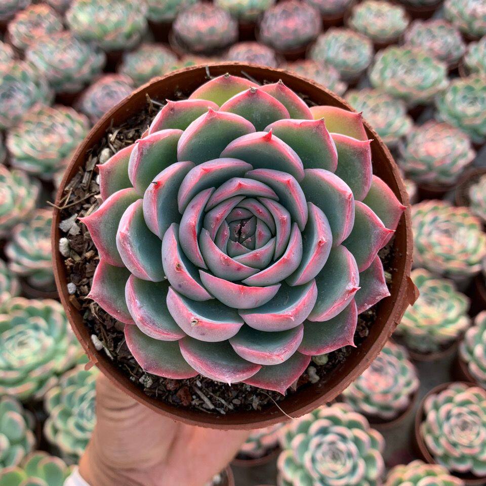 侧影多肉红边系冰边新品多肉植物新手办公室阳台组合盆栽选