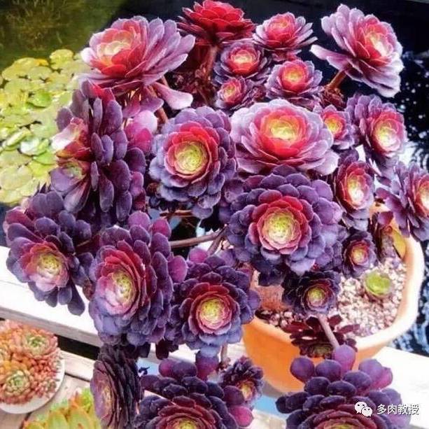 多肉植物绿植盆栽多肉组合