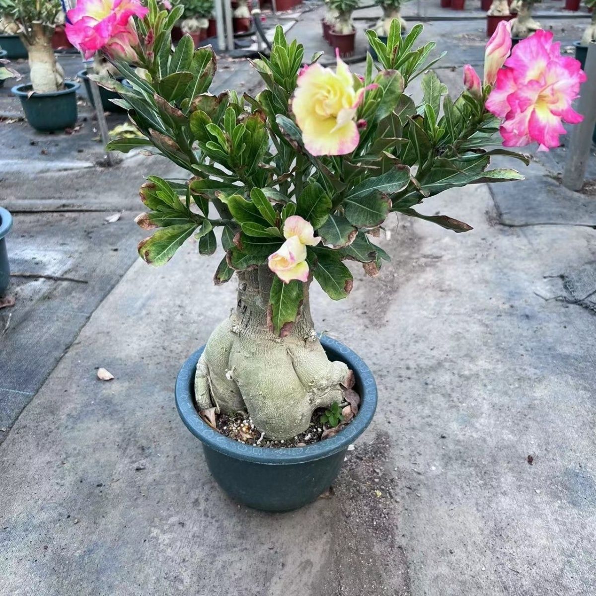 沙漠重瓣老桩大颗玫瑰玫瑰花盆栽开花阳台室内好养花卉盆景绿植
