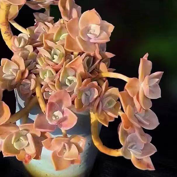 鹤氏多肉大颗超大贺氏多肉植物阳台肉肉皮实好养植物盆栽易度夏