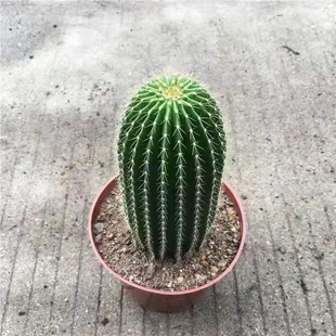 老桩大凤龙仙人球小苗 实生仙人掌科镇宅仙人柱多肉植物小盆栽