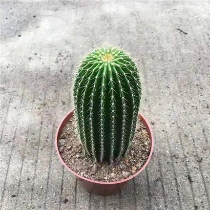老桩大凤龙仙人球小苗 实生仙人掌科镇宅仙人柱多肉植物小盆栽