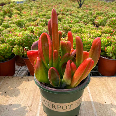 火狐狸云南多肉老桩多肉盆栽盆景耐寒耐高温庭院阳台台好养活