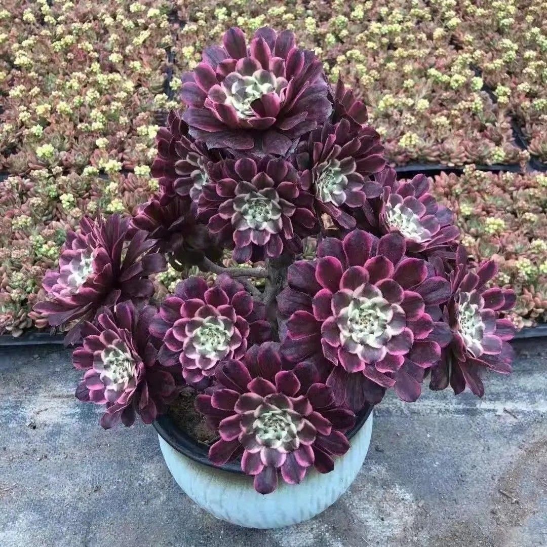 水墨画法师多肉多肉美杜莎