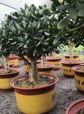 老桩玉树盆栽燕子掌厚脸皮红边景天植物耐旱多肉室内阳台净化空气