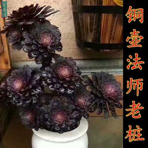 多肉老桩多头群生多肉绿羊绒