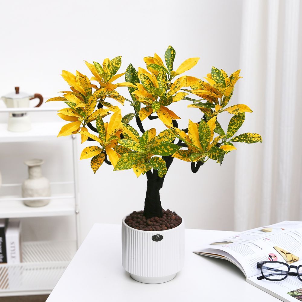 黄金万两盆栽招财植物室内绿植花卉阳台好养变叶木四季净化空气花