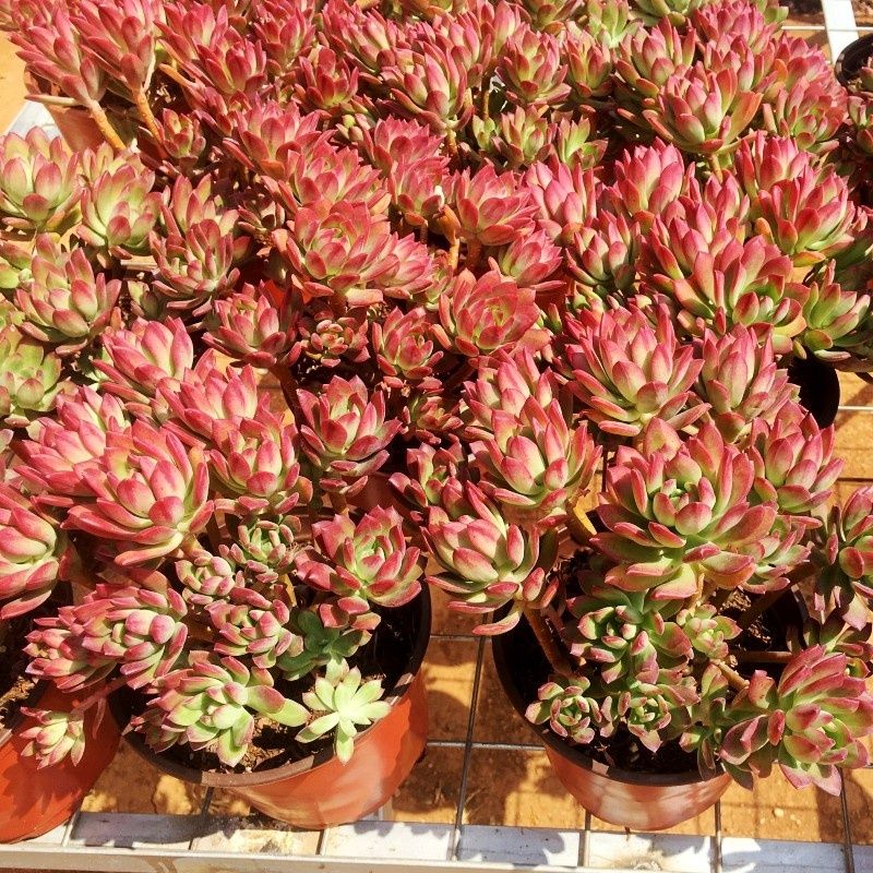 红稚莲老桩超大多肉植物精品花卉盆栽办公室装饰室内组合肉肉植物