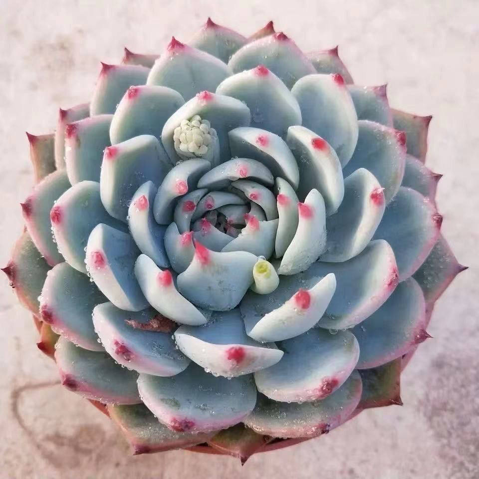 露养吉娃娃莲花座多肉植物老桩超萌可爱室内阳台花卉绿植盆栽盆景