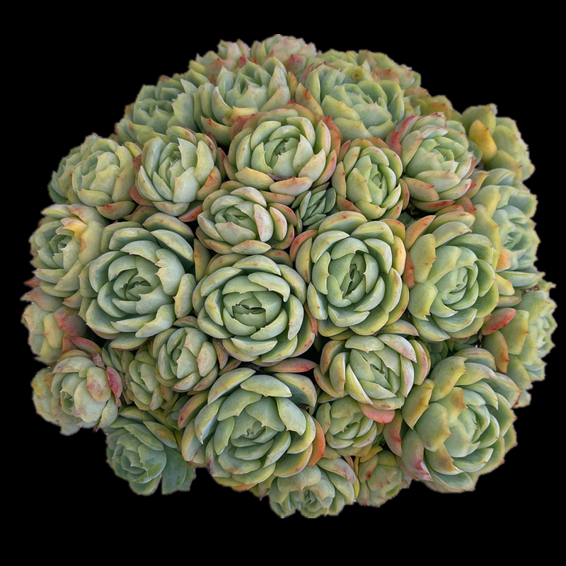 双子贝瑞多肉植物 实物拍摄 群生木质化老桩