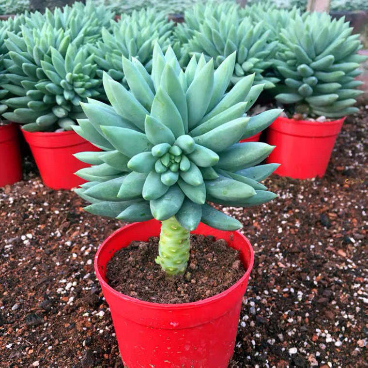 玉珠莲千佛多肉肉植物容易小老桩