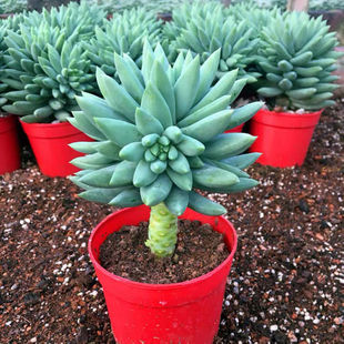 新手玉珠莲千佛手多肉肉植物小老桩玉珠帘绿植花卉盆栽夏季耐旱