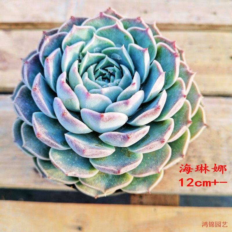 露养海琳娜莲花座多肉植物好养易活室内阳台大头花卉绿植盆栽盆景