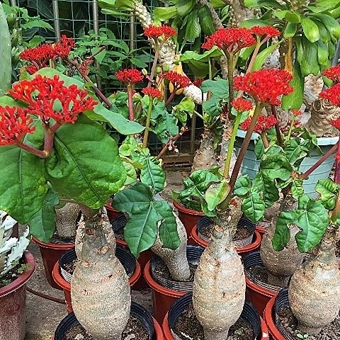佛肚海棠盆栽四季好养块根植物室内阳台耐养绿植佛肚树多肉植物