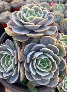 蓝色惊喜多肉植物单头云南老桩室内阳台四季花卉绿植办公室盆景