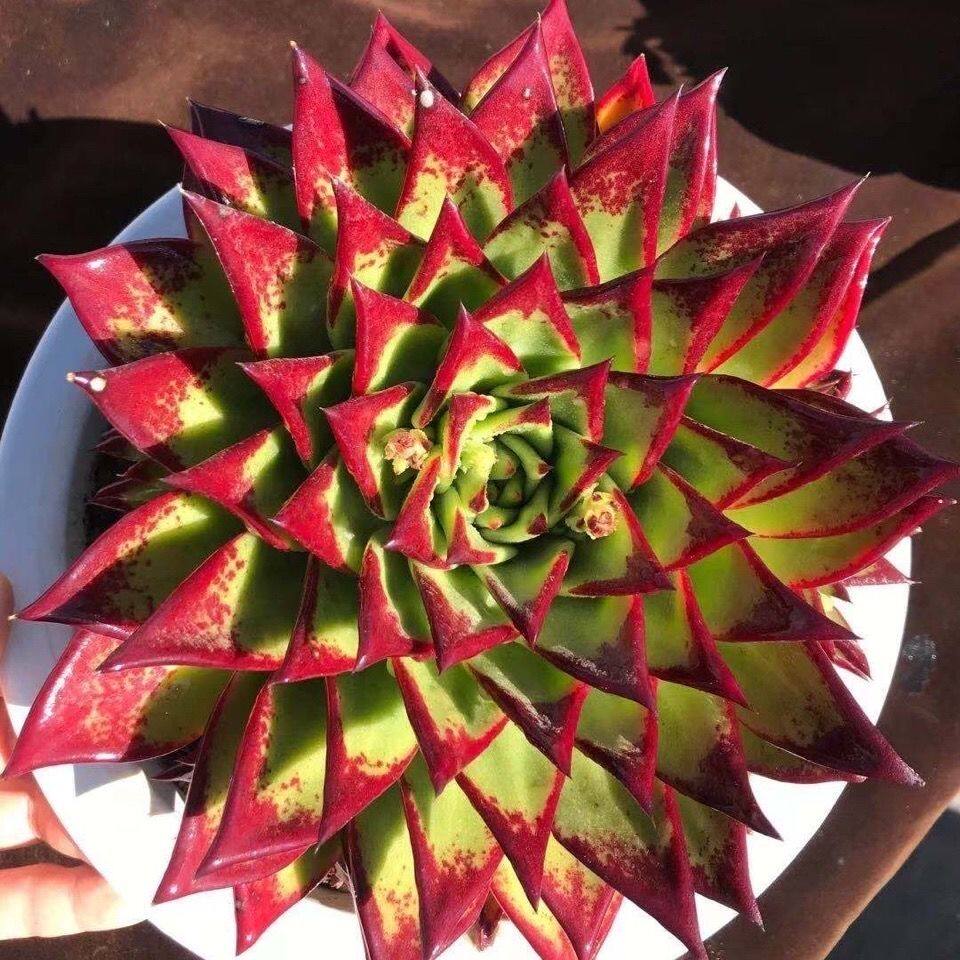 大型老桩口红多肉植物盆栽组合新手好养萌肉肉绿植花卉稀有品种