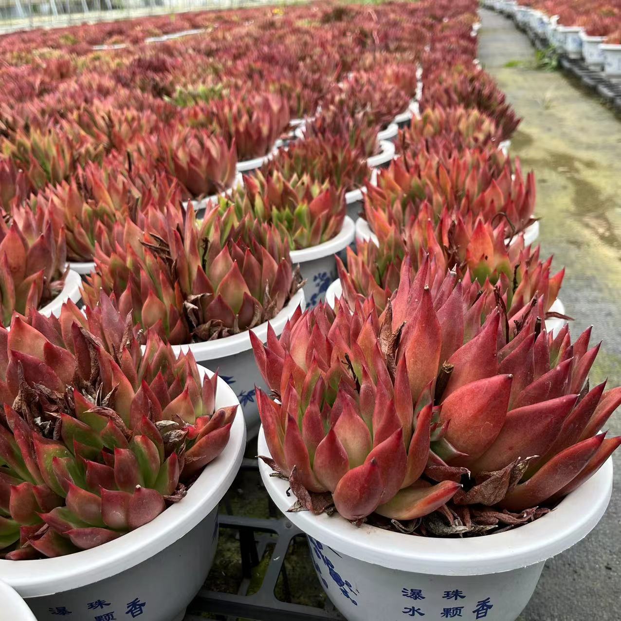 精品弗兰克贵货多肉多头好养发货室内花卉新手阳台绿植办公室植物