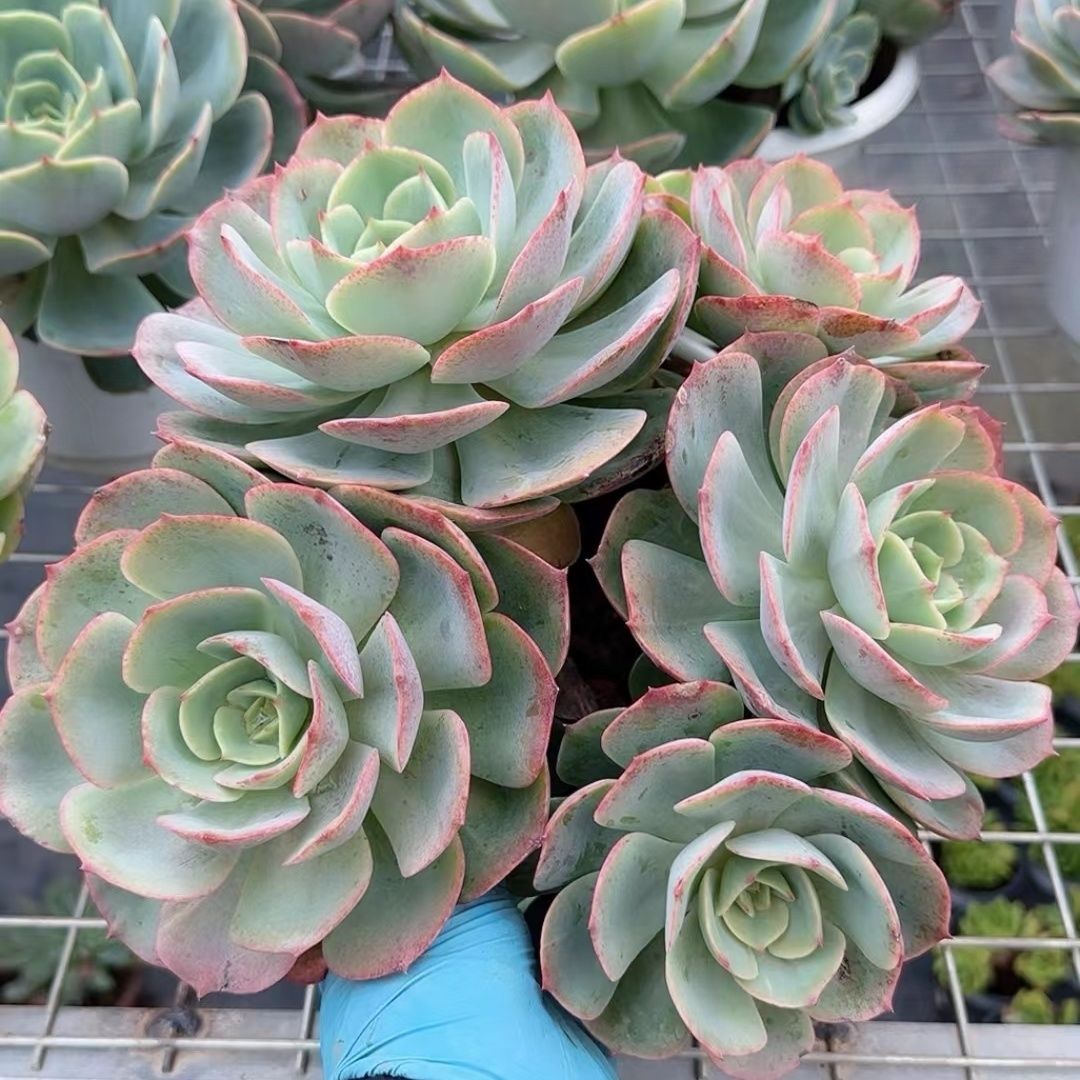 白雪公主整桩多头大群 室外阳台办公室摆放精品多肉花卉植物