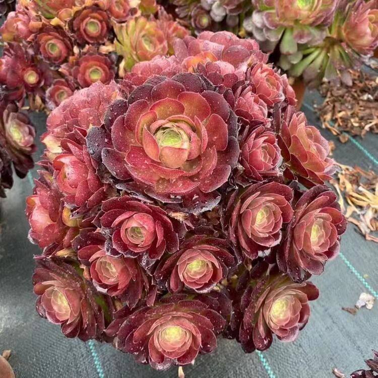 法师多肉荷兰红玫瑰 圆叶玫瑰法师红玫瑰法师老桩绿植花卉