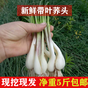 带叶藠头新鲜荞头带须现挖茭头教头农家种植特产茭白小蒜茭头