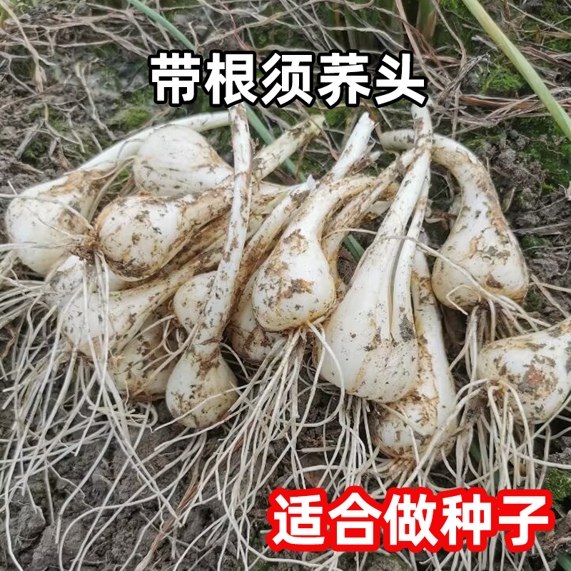 荞头种子农家现挖茭头1斤3斤5斤新鲜荞头无叶生叫头薤白泡菜教头