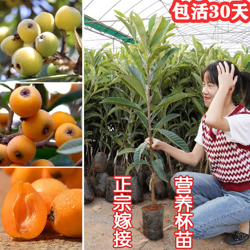 正宗嫁接枇杷苗白玉南方种植带土