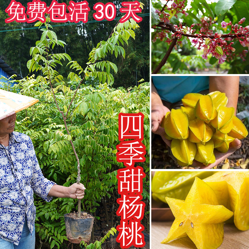 四季甜杨桃苗特大嫁接树苗带泥叶图片