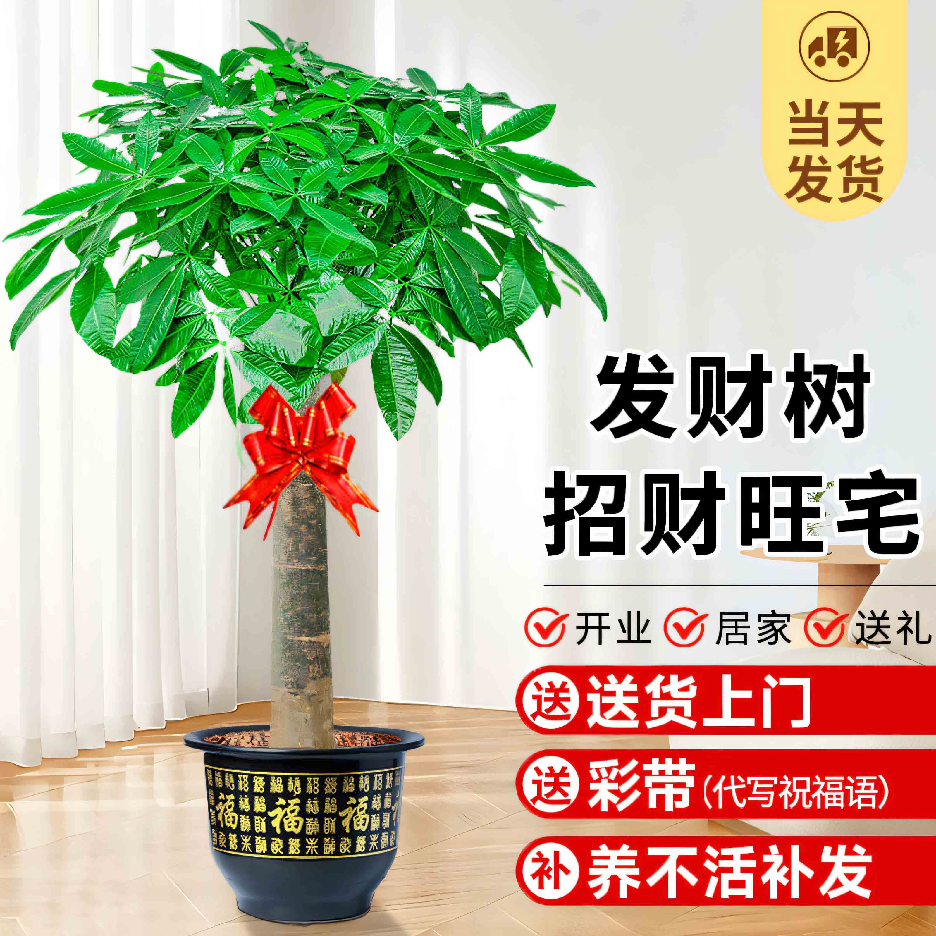 发财树大棵盆栽办公室内大型客厅绿植盆景吸甲醛开业乔迁招财植物